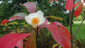 Franklin Tree
