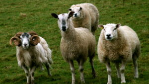 Sheep